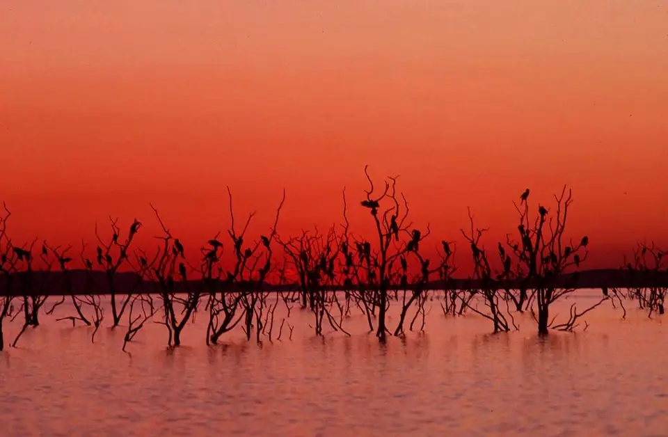 Drowned trees in Lake Kariba at sunset